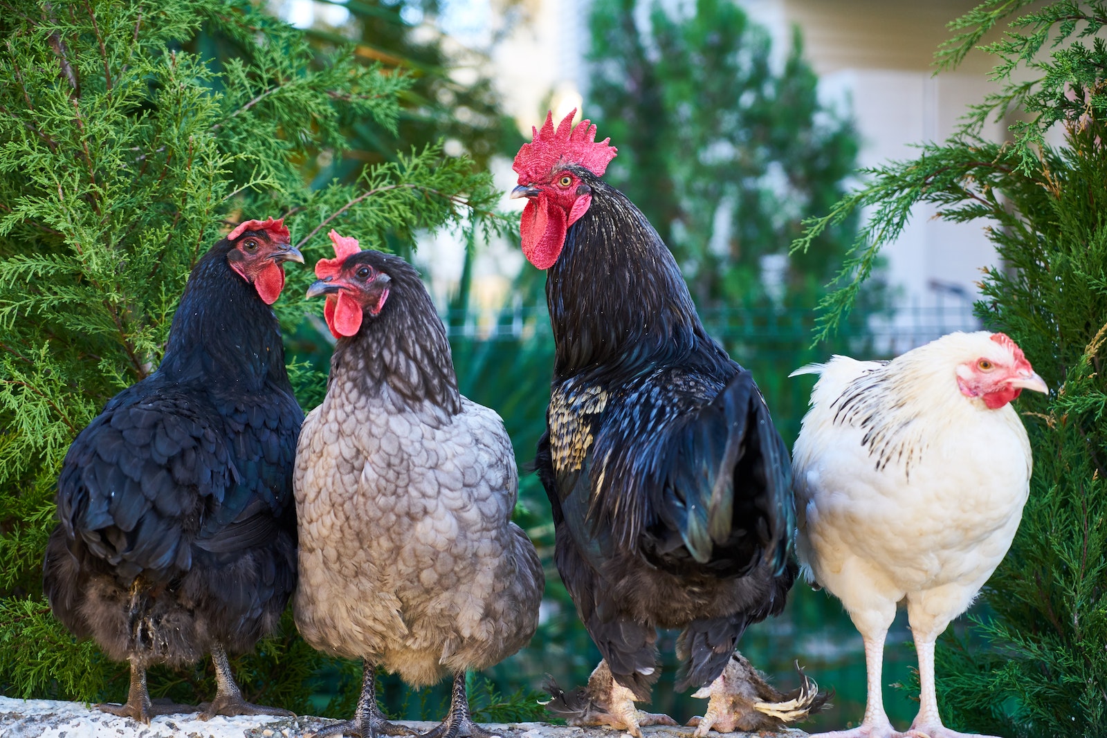 Tips For Keeping Indoor Pet Chickens And Keeping Your Home Clean