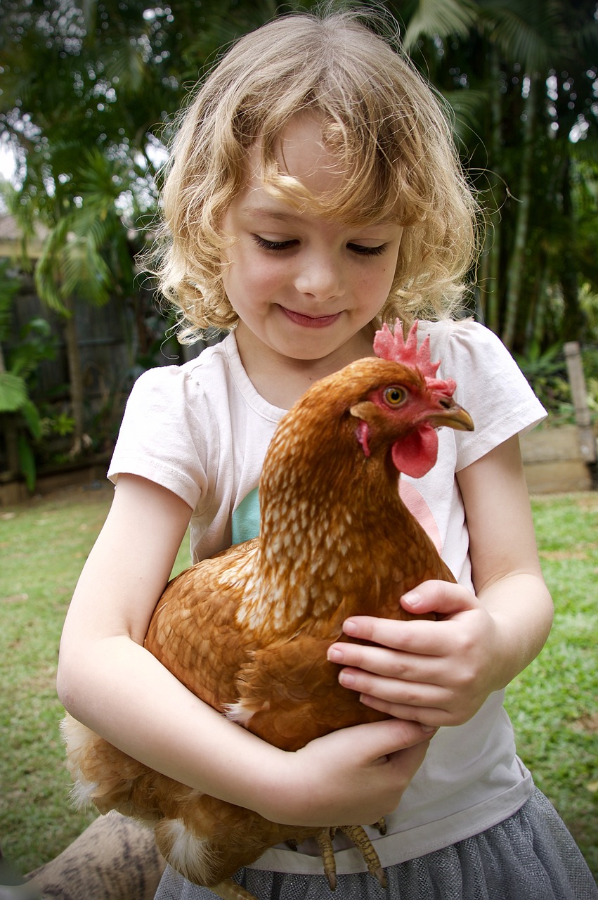 Cultivating cuddly chickens is a fascinating endeavor
