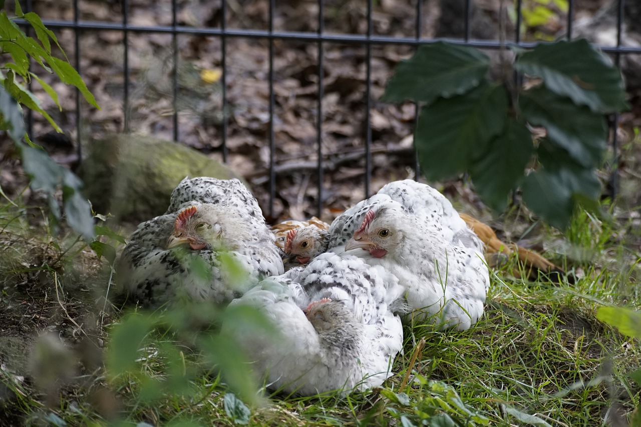 Uncover the hidden warmth of feathered friends! Discover the keys to nurturing affectionate chickens and experience a whole new level of cuddly companionship.