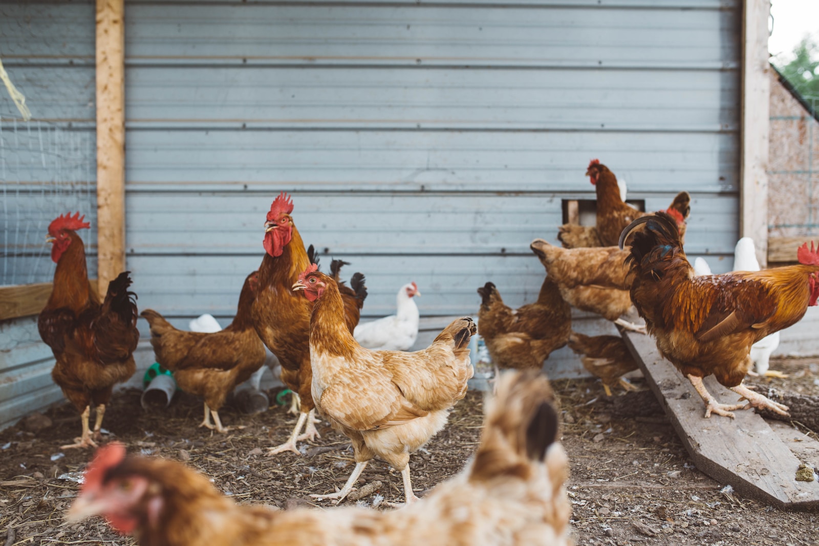 How to build a chicken coop