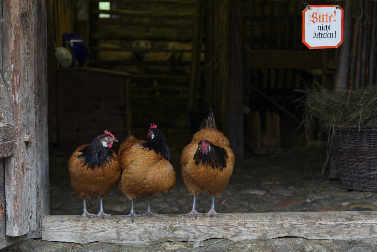How to build a chicken house for 100 chickens