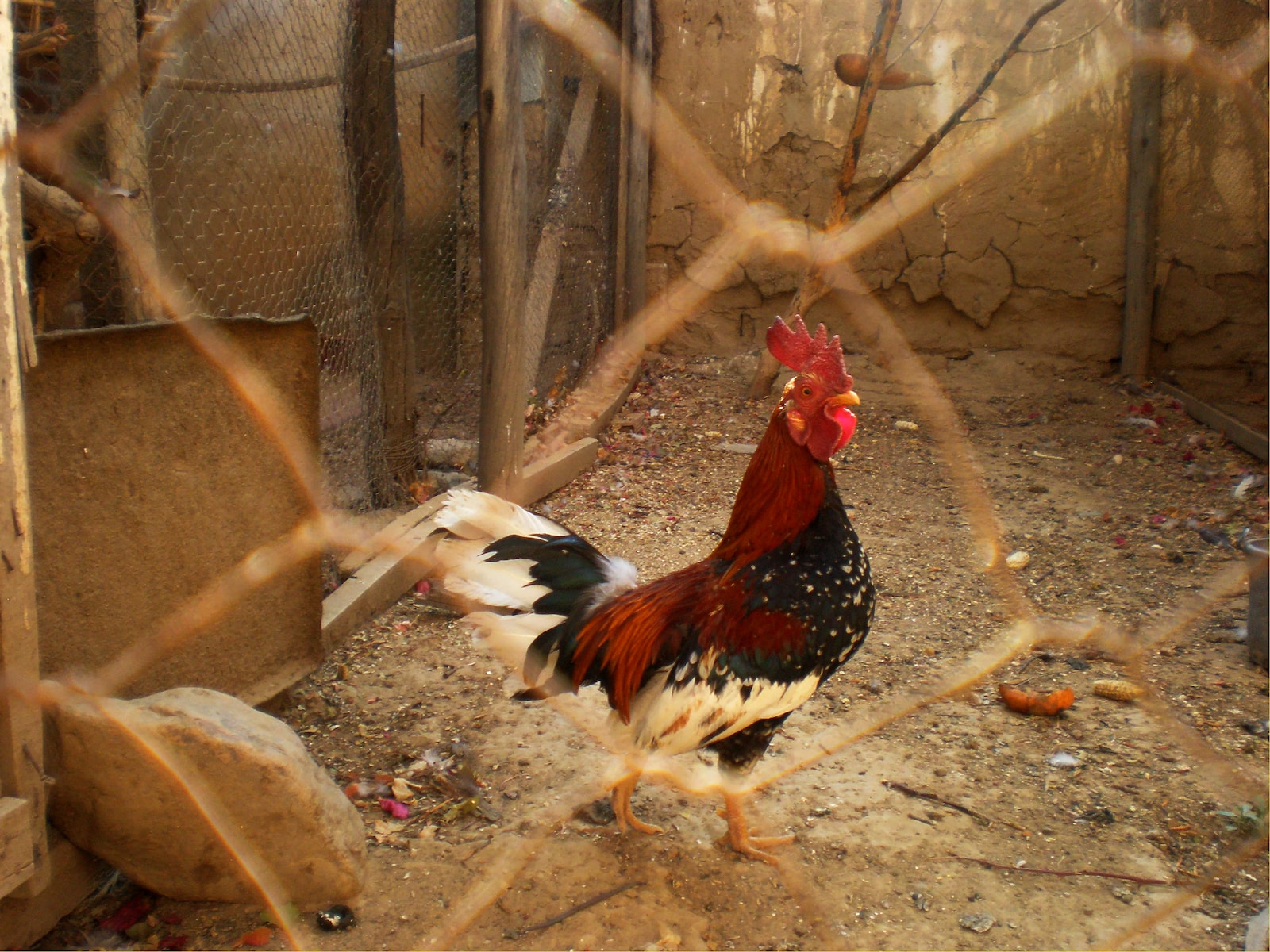 Planning and Designing a chicken house