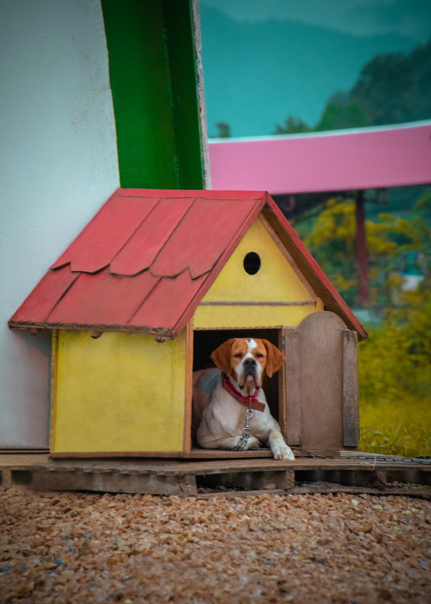 Choose the right location for the dog house to ensure it is protected from the elements