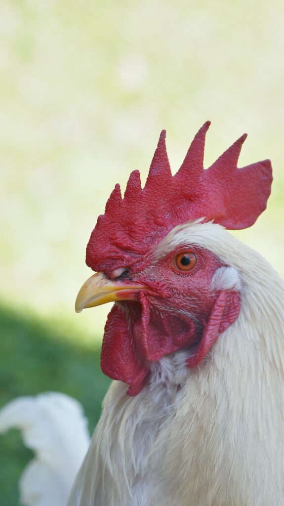 Choose a suitable location for the chicken coop.